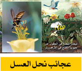 عجائب نحل العسل